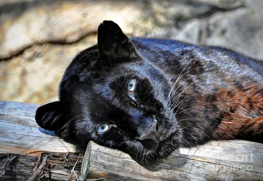 Black Leopard Digital Art by Savannah Gibbs - Fine Art America