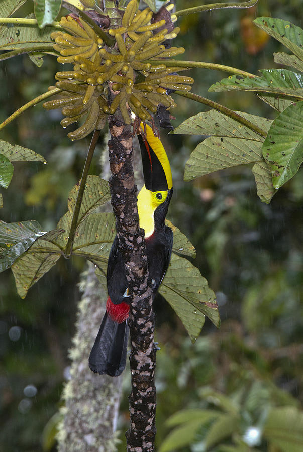 Black-mandibled Toucan #2 Photograph by Anthony Mercieca