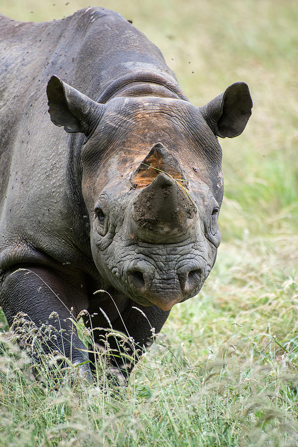 Wildlife Photograph - Black rhinoceros diceros bicornis michaeli in captivity #2 by Matthew Gibson
