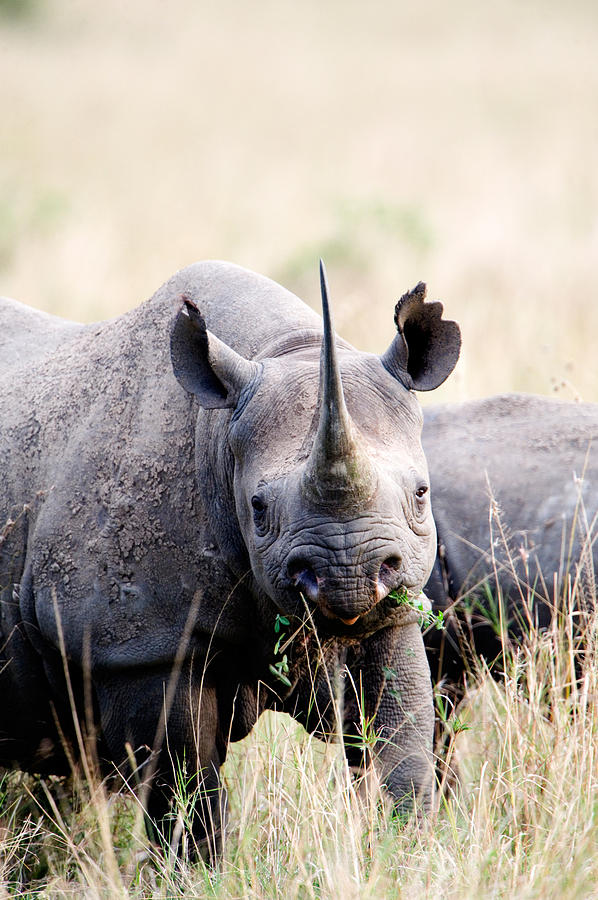 Wildlife Photograph - Black Rhinoceros Diceros Bicornis #2 by Panoramic Images