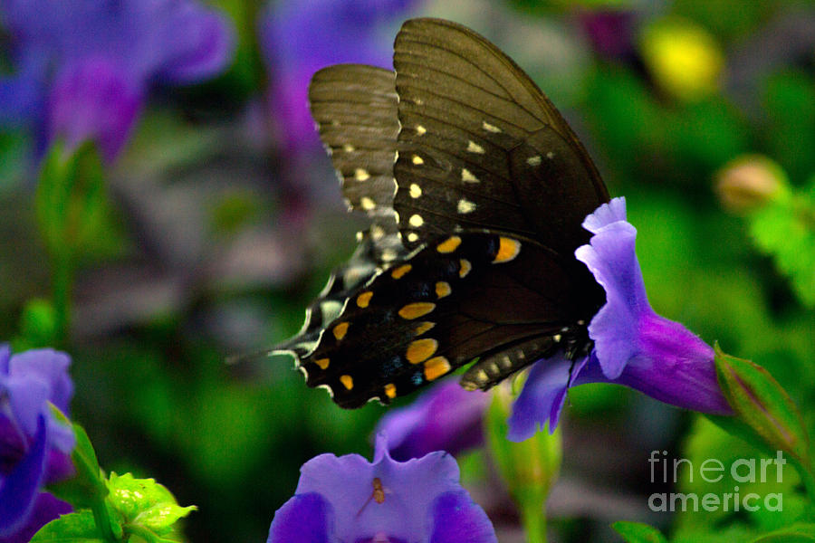 Black Swallowtail #2 Photograph by Angela DeFrias