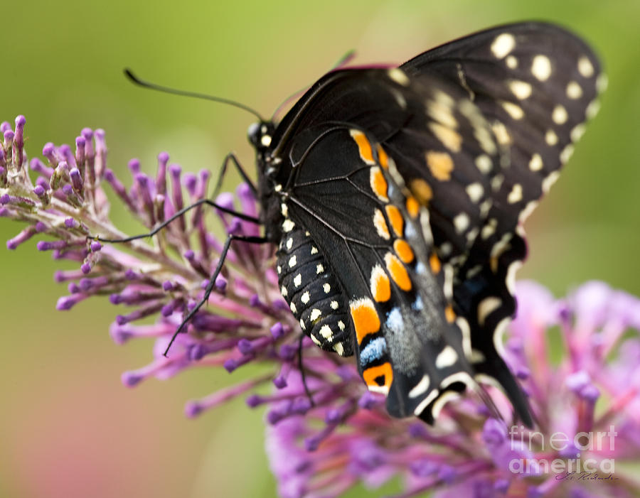 Black Swallowtail Butterfly Photograph
