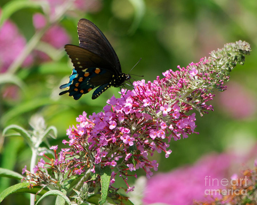 Black Swallowtail Butterfly #2 Photograph by Mark Dodd