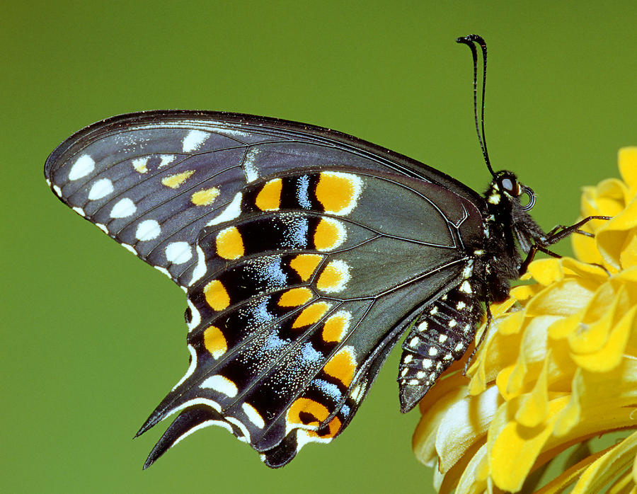 Black Swallowtail Butterfly #2 Photograph by Millard H. Sharp - Pixels