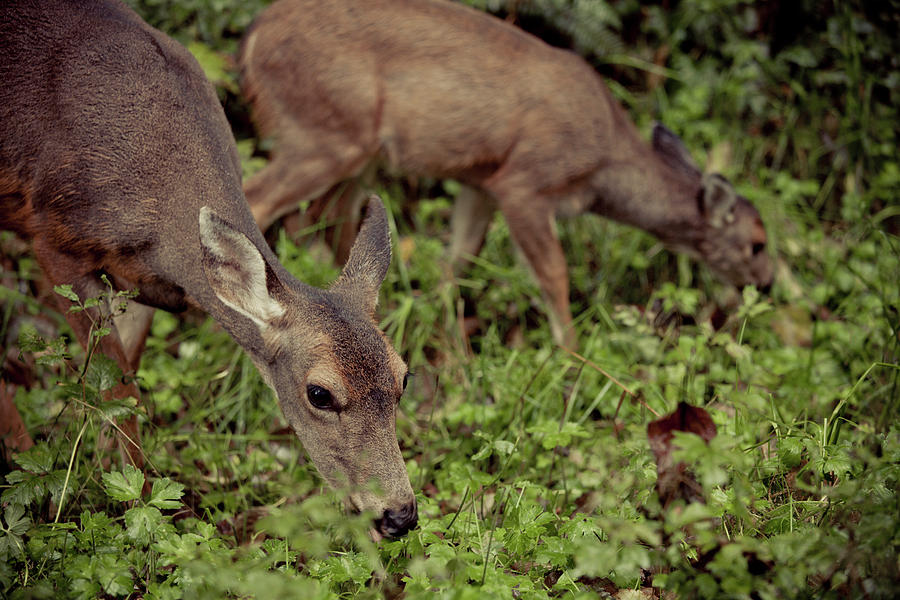 Deer Photograph - Black-tailed Deer #2 by Christopher Kimmel