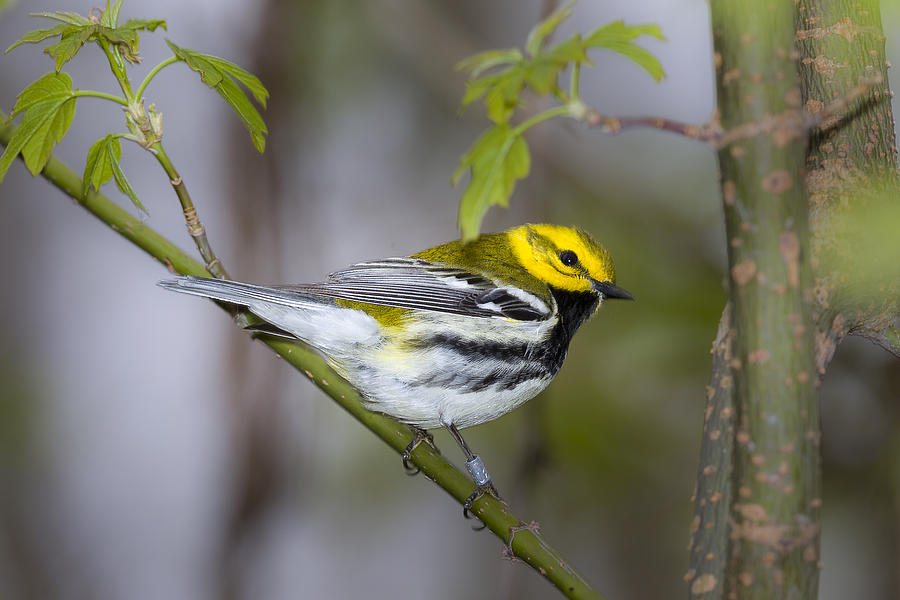 Black Throated Green Warbler #3 Photograph by Jack R Perry