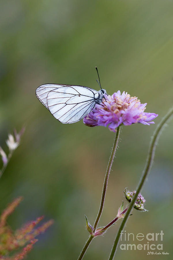Black-veined White Butterfly #2 Photograph by Jivko Nakev