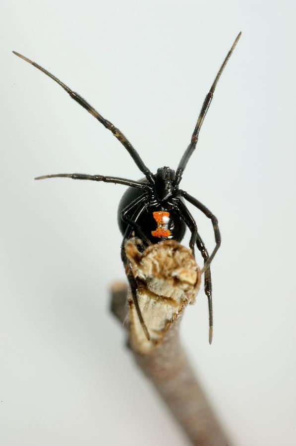 Black Widow Photograph - Black Widow Spider #2 by Aaron Ansarov