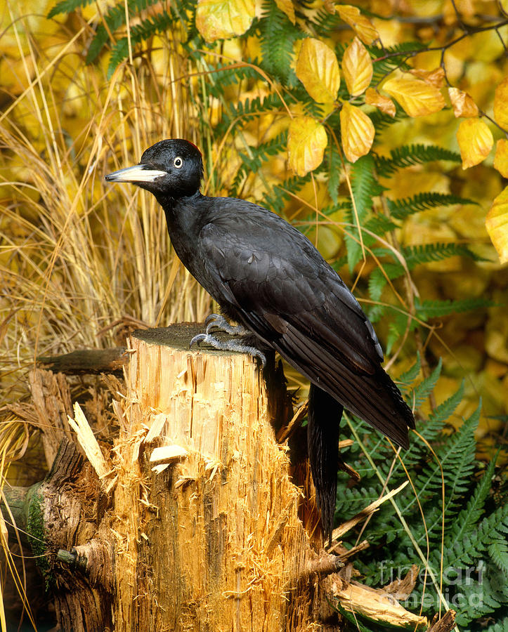 Woodpecker Photograph - Black Woodpecker #2 by Hans Reinhard