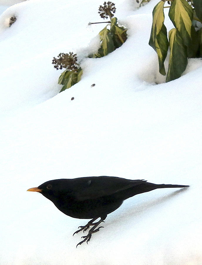 Blackbird in winter garden Painting by Alan Kenny