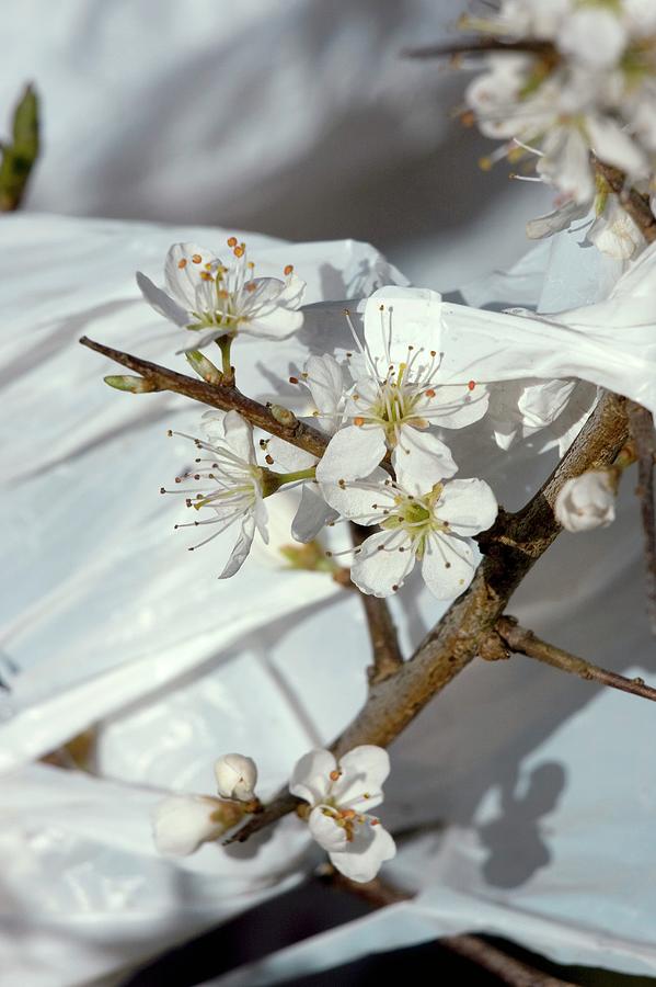 Blackthorn And Plastic Bag #2 Photograph by David Woodfall Images/science Photo Library