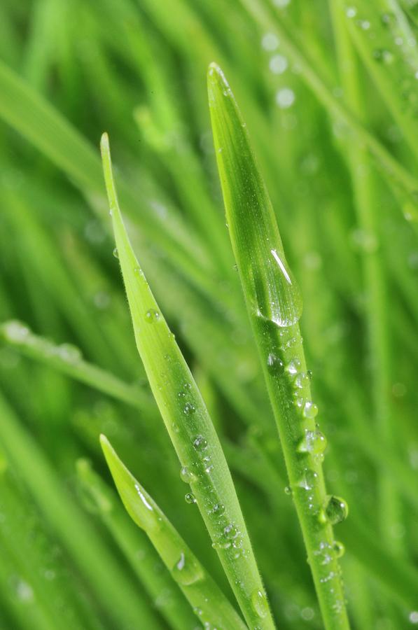 Blades Of Wheatgrass With Water Droplets #2 Photograph by Science Photo Library Blades Of Wheatgrass With Water Droplets #2 Photograph by Science Photo Library
