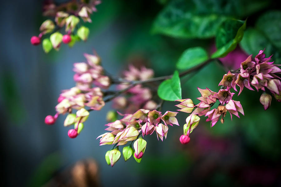 Bleeding Heart Flowers Clerodendrum Painted  #5 Photograph by Rich Franco