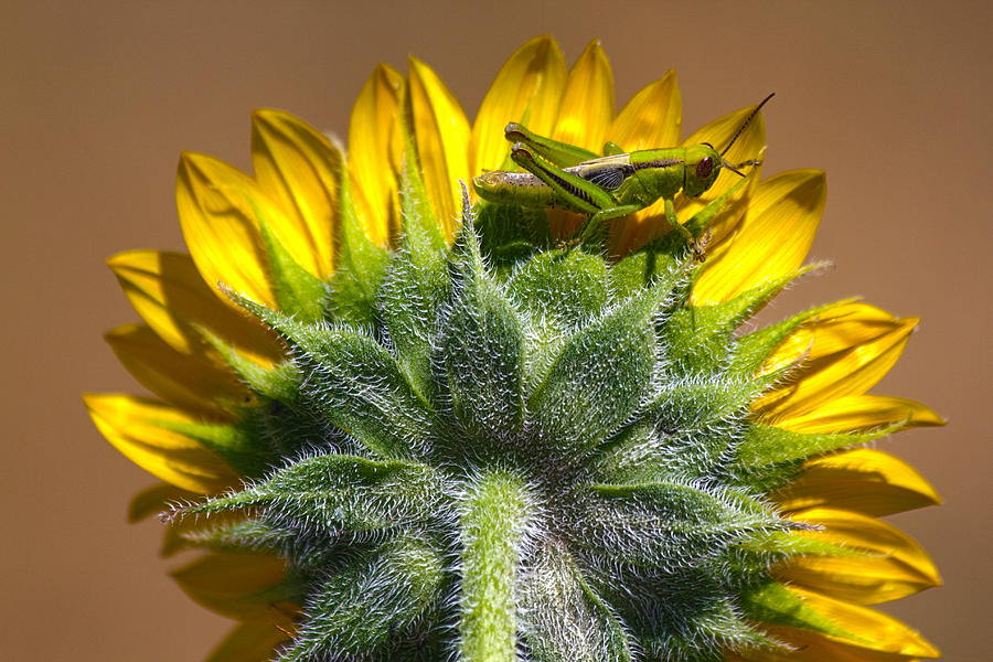 Blending Into The Sunflower Photograph by Shane Bechler
