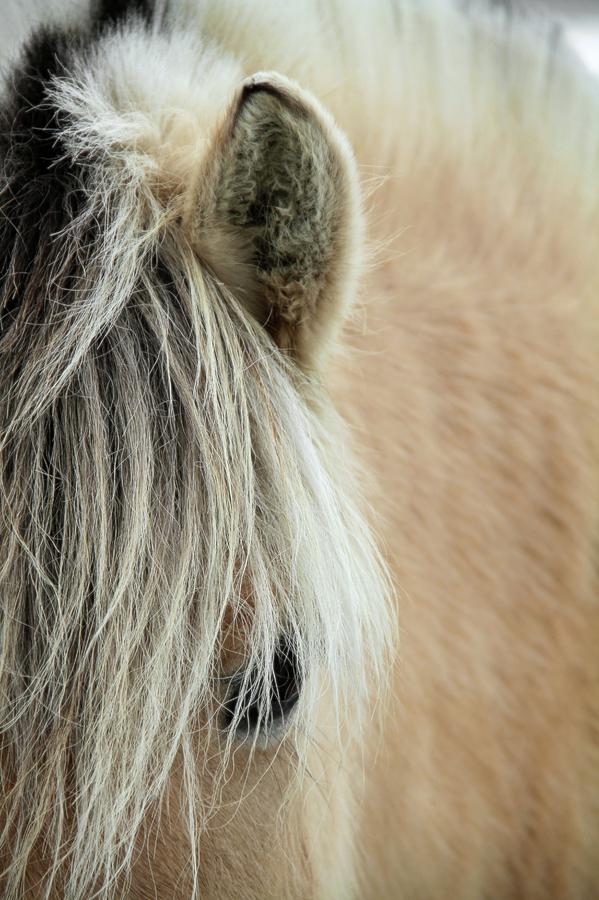 Blonde by Odd Jeppesen Blonde by Odd Jeppesen