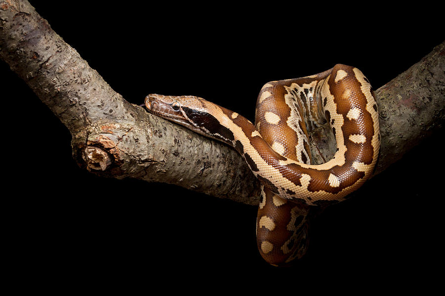 Blood Python Python Brongersmai #2 Photograph by David Kenny