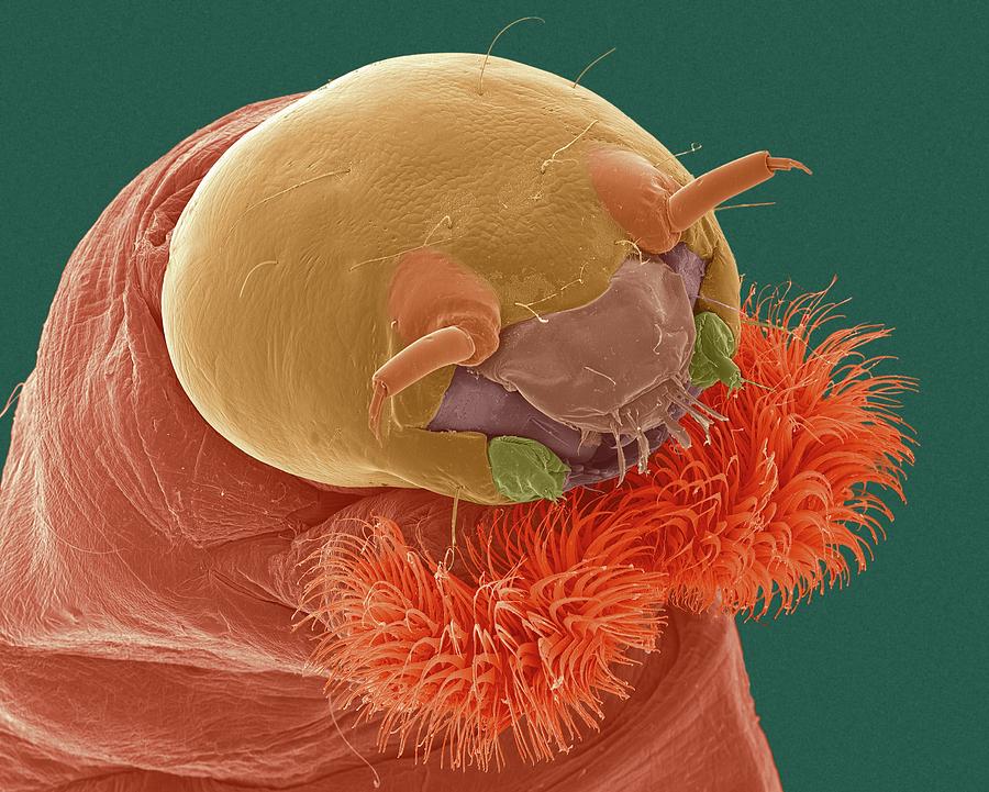 Insects Photograph - Bloodworm Head #2 by Dennis Kunkel Microscopy/science Photo Library