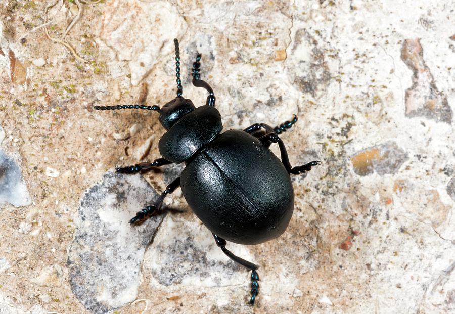 Bloody-nosed Beetle #2 Photograph by Bob Gibbons