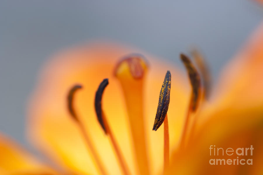 Lily Photograph - Bloom Of Lily #2 by Michal Boubin