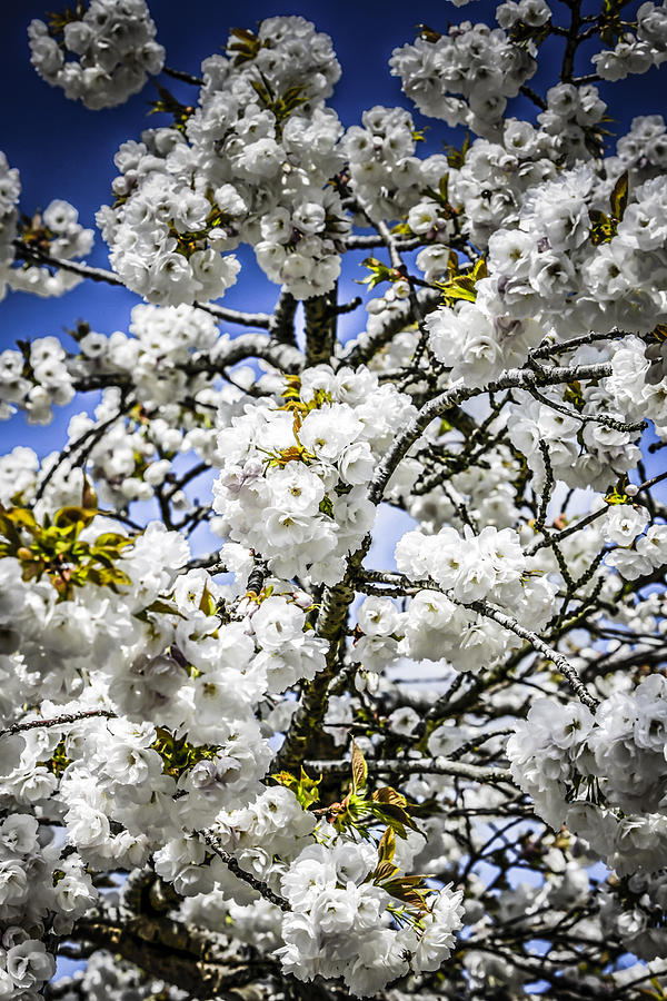 Blossom #2 Photograph by Chris Smith
