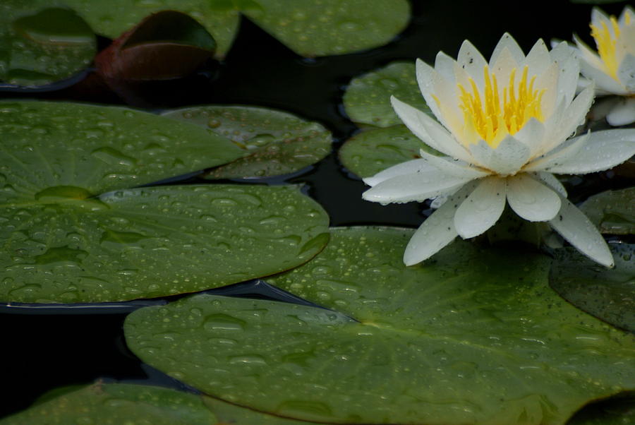 Blossoms and Lily Pads #3 Photograph by Dimitry Papkov