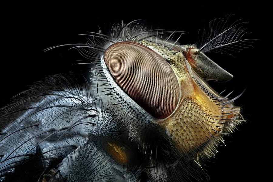 Blowfly Head #2 Photograph by Frank Fox