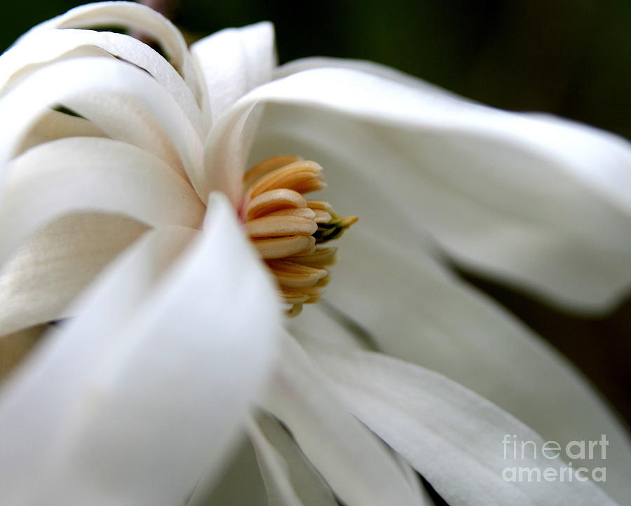 Flower Photograph - Blown Away #1 by Neal Eslinger