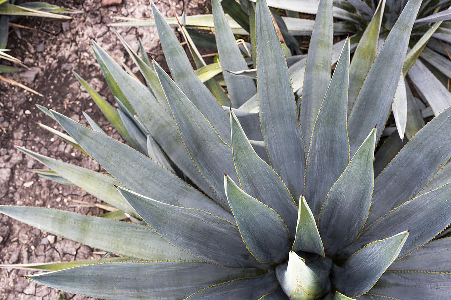 Blue Agave #2 Photograph by Showing the world ..