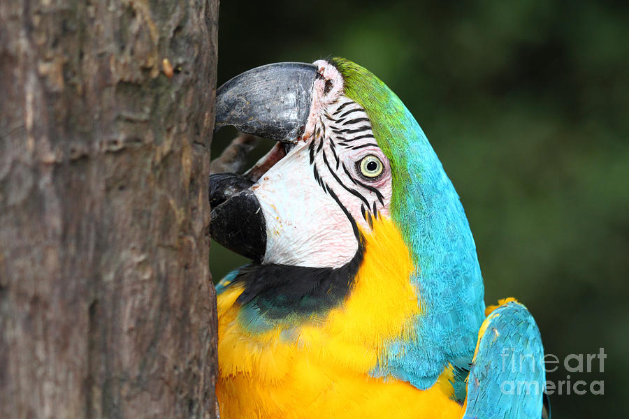 Macaw Photograph - Blue-and-yellow macaw portrait #2 by James Brunker