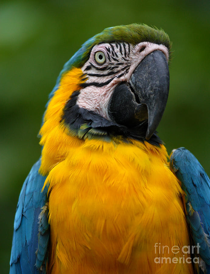 Colourful Photograph - Blue and Yellow Macaw by Rosemary Calvert