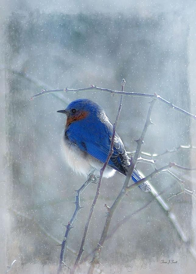 Birds Photograph - Blue Bird  by Fran J Scott