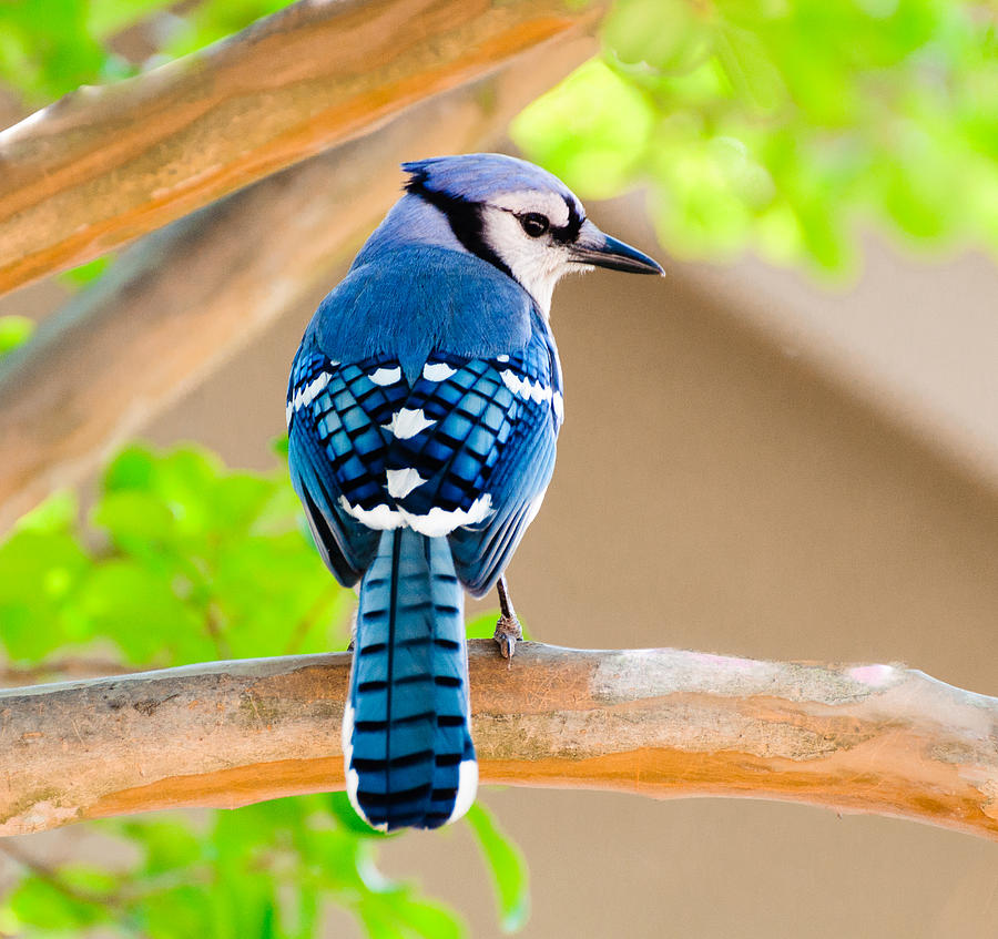 Blue Bird #2 Photograph by John Johnson