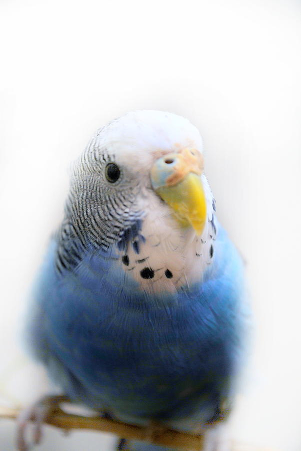 Blue Budgie #2 Photograph by Nathan Abbott