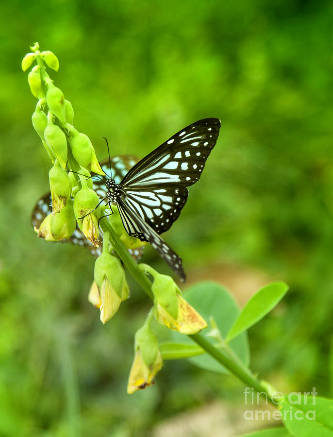 Blue Butterflies In The Green Garden #2 Photograph by Gina Koch