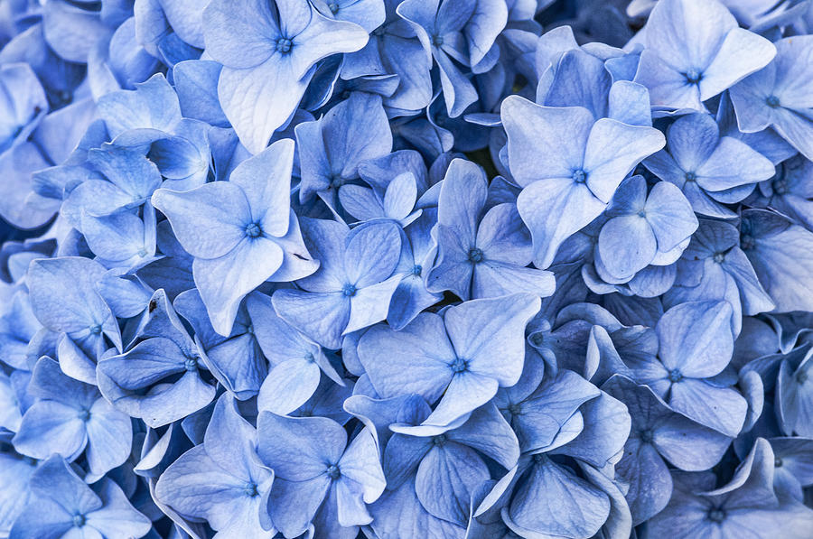 Blue Photograph by Cathy Kovarik