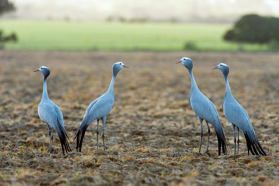 Crane Photograph - Blue Cranes #2 by Peter Chadwick