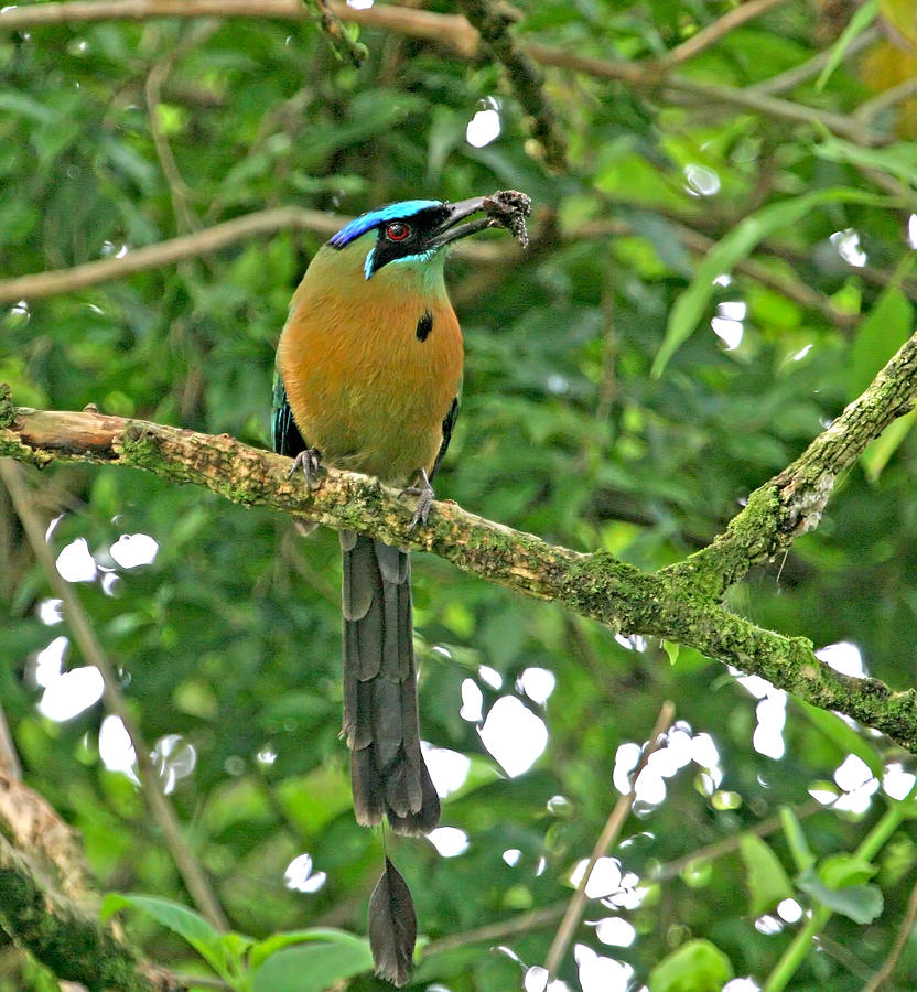 Blue-Crowned Motmot #2 Photograph by Peggy Collins