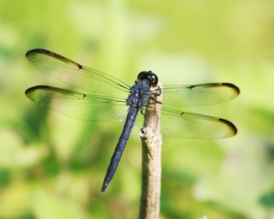 Blue Dasher Dragonfly #2 Photograph by Kathy Clark