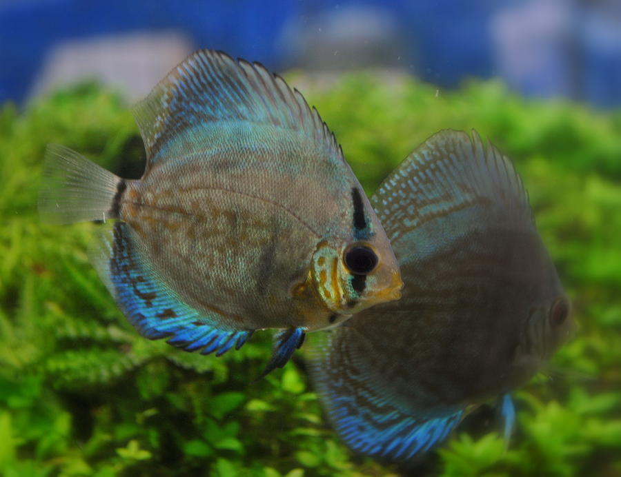 Blue Discus Fish Photograph by Nathan Abbott | Fine Art America