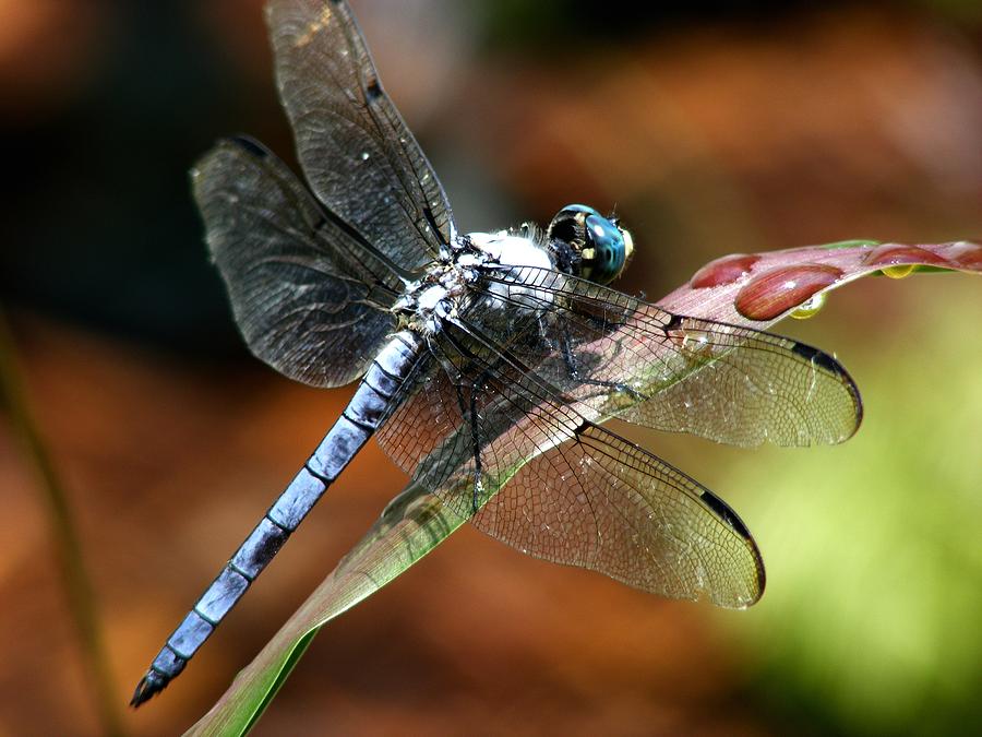 Blue Dragonfly #2 Photograph by Kelly Nowak