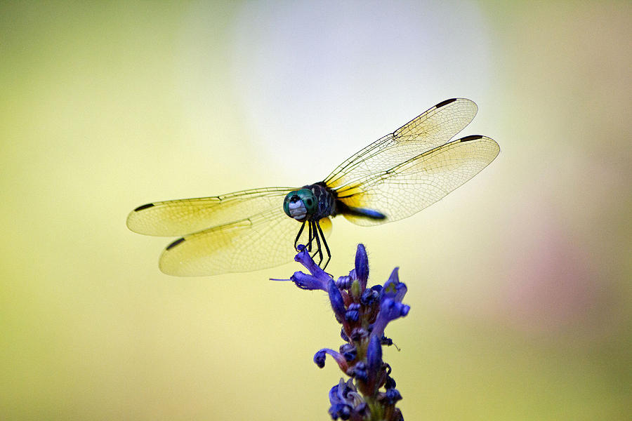 Blue dragonfly #2 Photograph by Susan Jensen