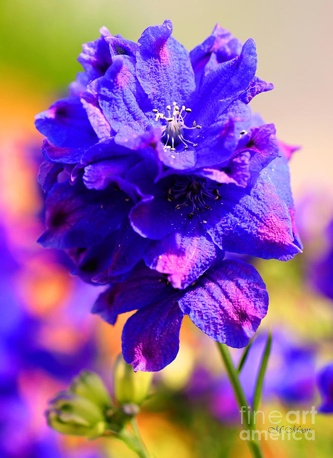 Pacific Northwest Blue Flower Photograph