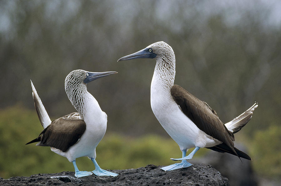 Blue-footed Boobies Courting Galapagos #2 Photograph by Tui De Roy
