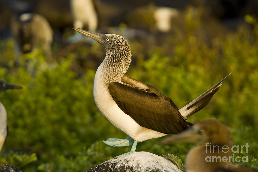Blue-footed Booby #2 Photograph by William H. Mullins