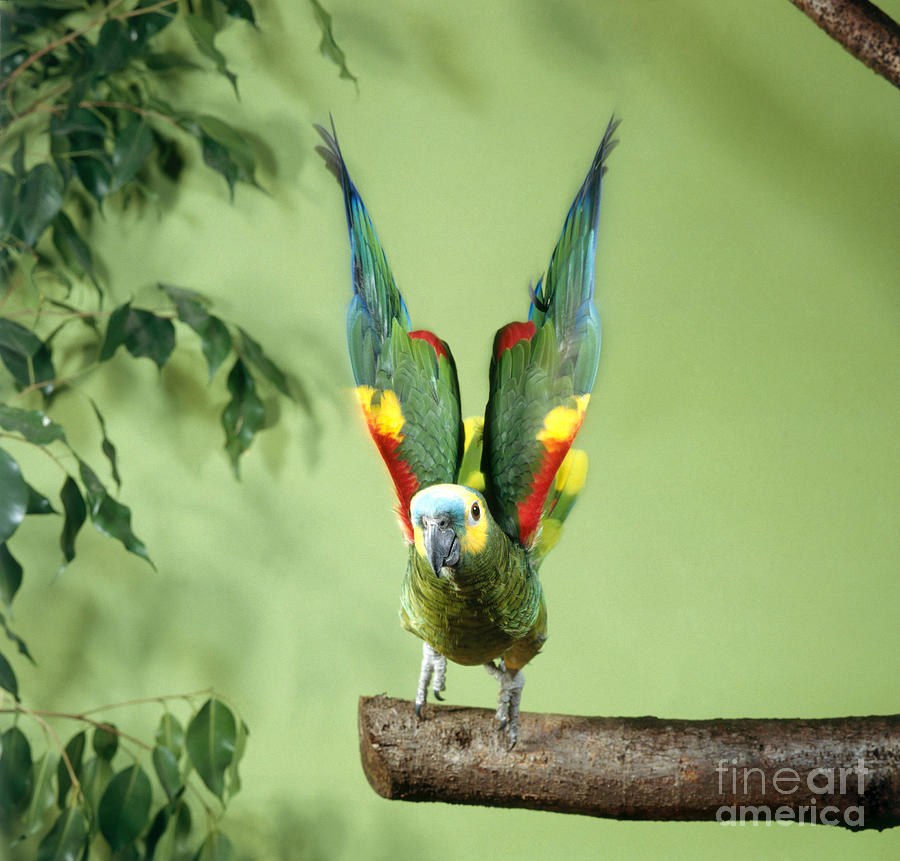 Blue-fronted Amazon Parrot #2 Photograph by Hans Reinhard