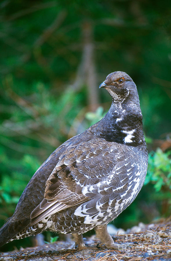 Blue Grouse #2 Photograph by Art Wolfe