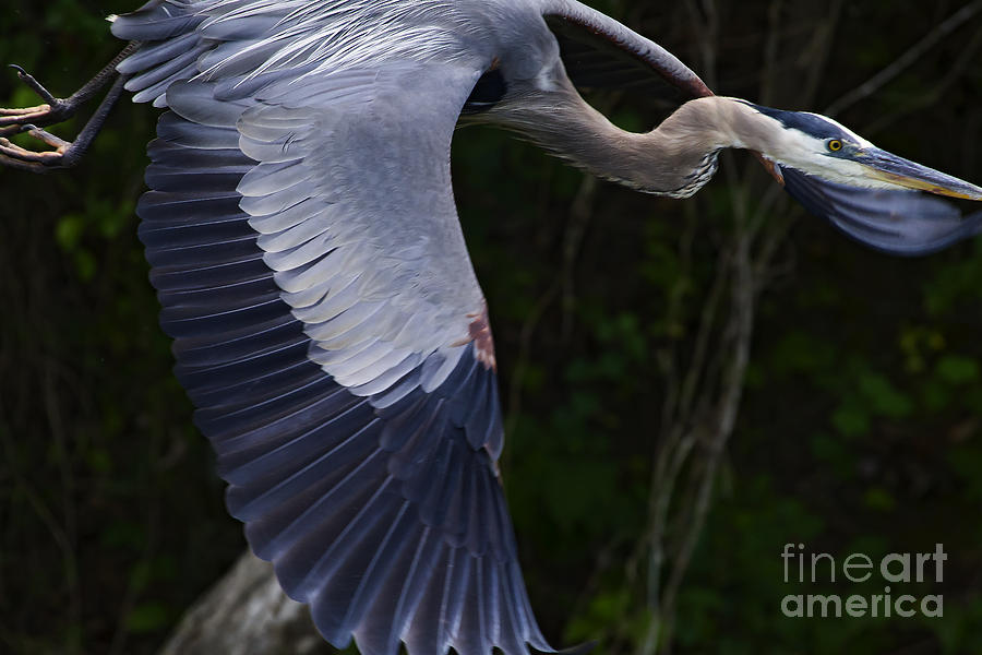 Blue Heron In Flight   #0960 #2 Photograph by J L Woody Wooden