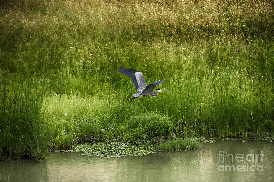 Blue Heron in Flight #2 Photograph by Douglas Barnard