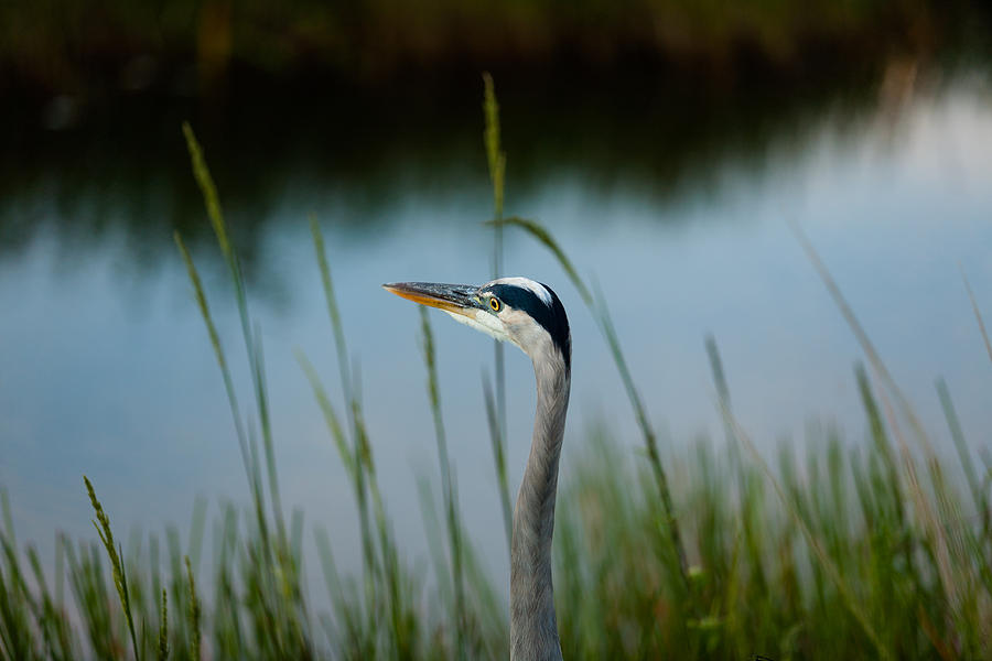 Blue Heron Photograph by Raul Rodriguez