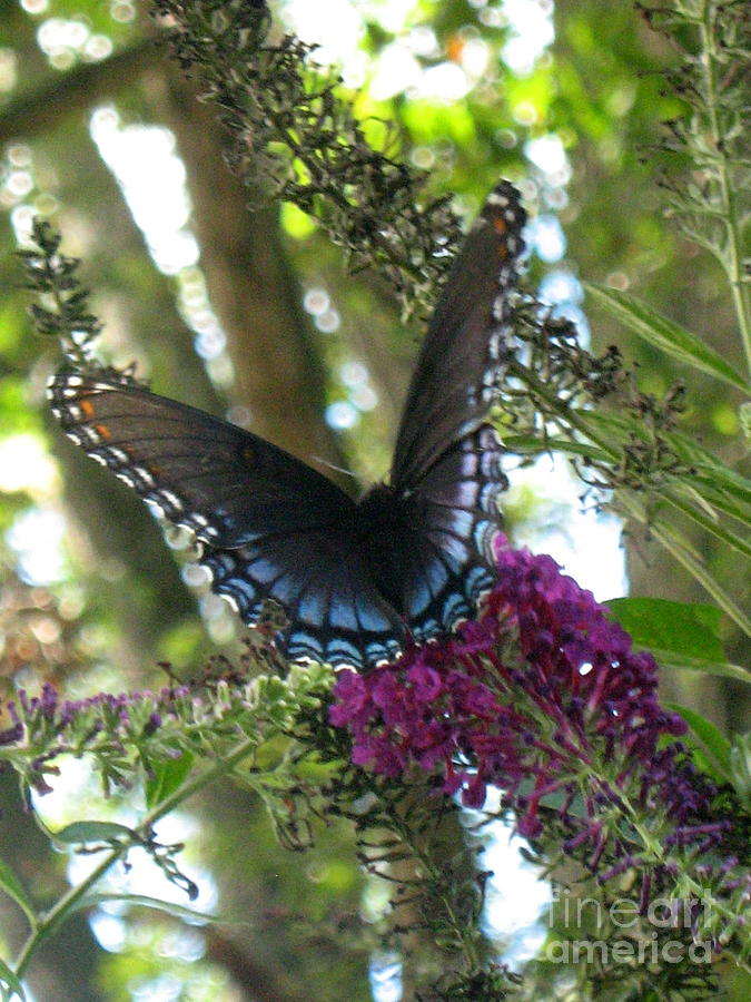 Blue Horse Butterfly #2 Photograph by Wendy Coulson